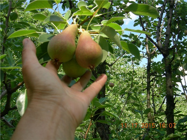 arčilend